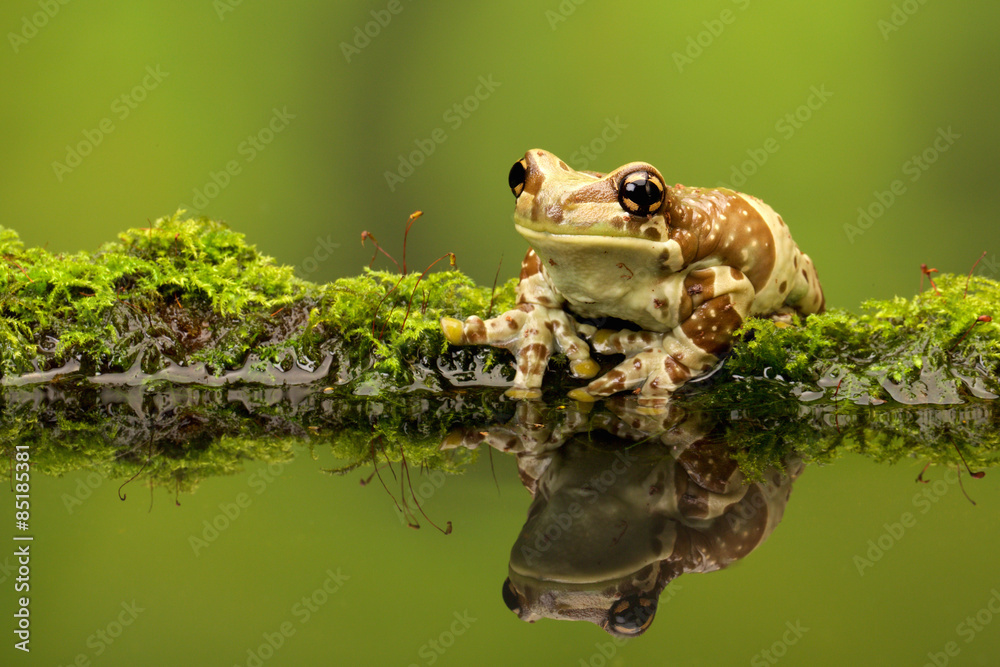 Naklejka premium Amazon Milk Frog on a mossy log