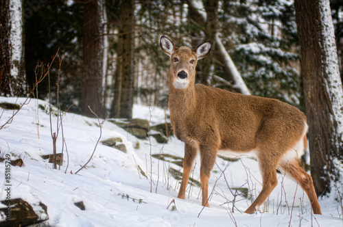 one wild white tailed deer in a winter forest