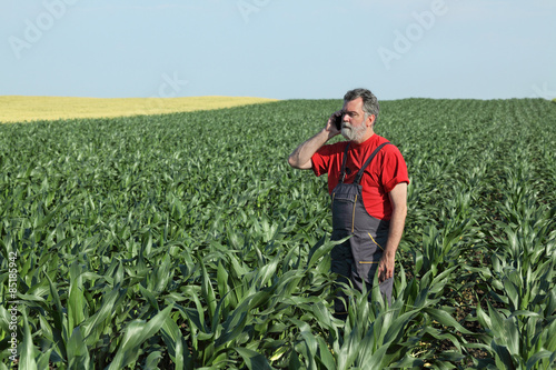 Agricultural scene, farmer in corn field spiking with mobile phone