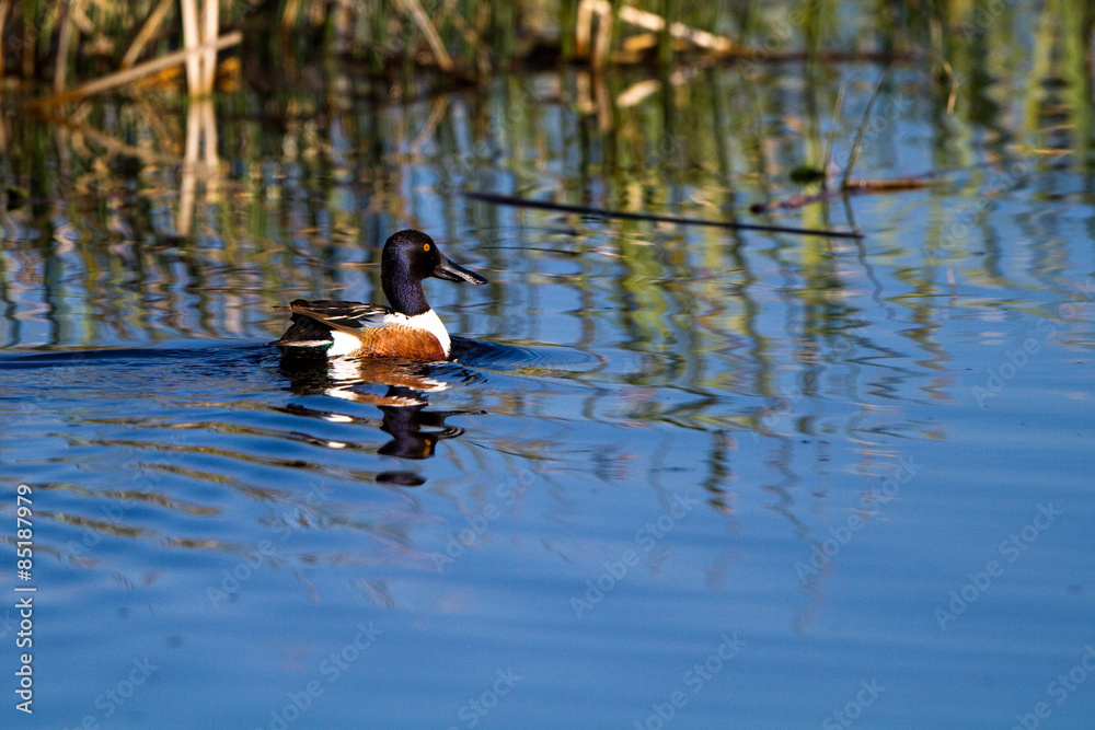 Northern Shoveler swims in the blue water of a marsh, with reflections Northern Shoveler swims in the blue water of a marsh, with reflections