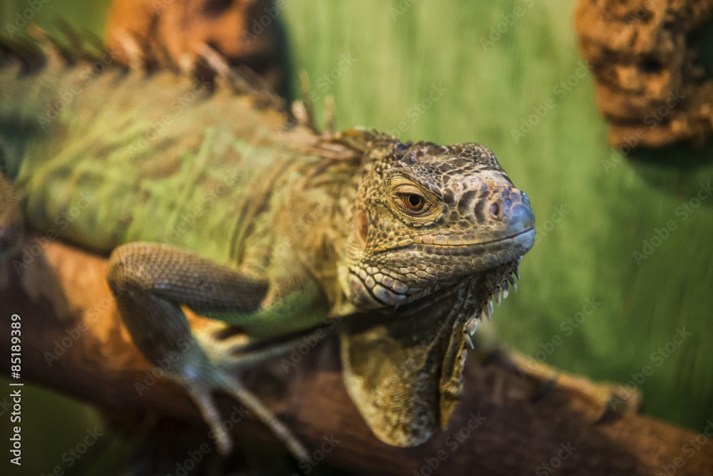 Green Lizard Green Lizard