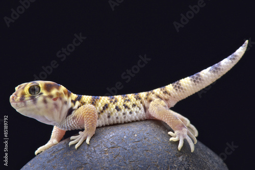 Wonder gecko (Teratoscincus scincus)