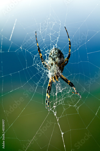 Argiope Spider in its web, closeup in morning light with a beautiful background © Martha Marks