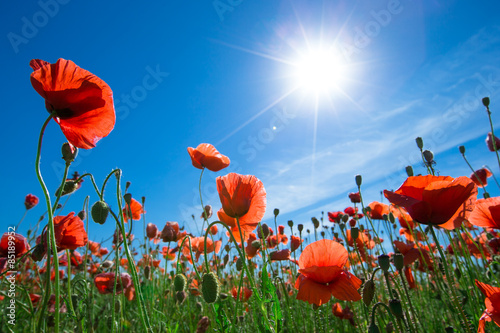Fototapeta Naklejka Na Ścianę i Meble -  Poppy flower