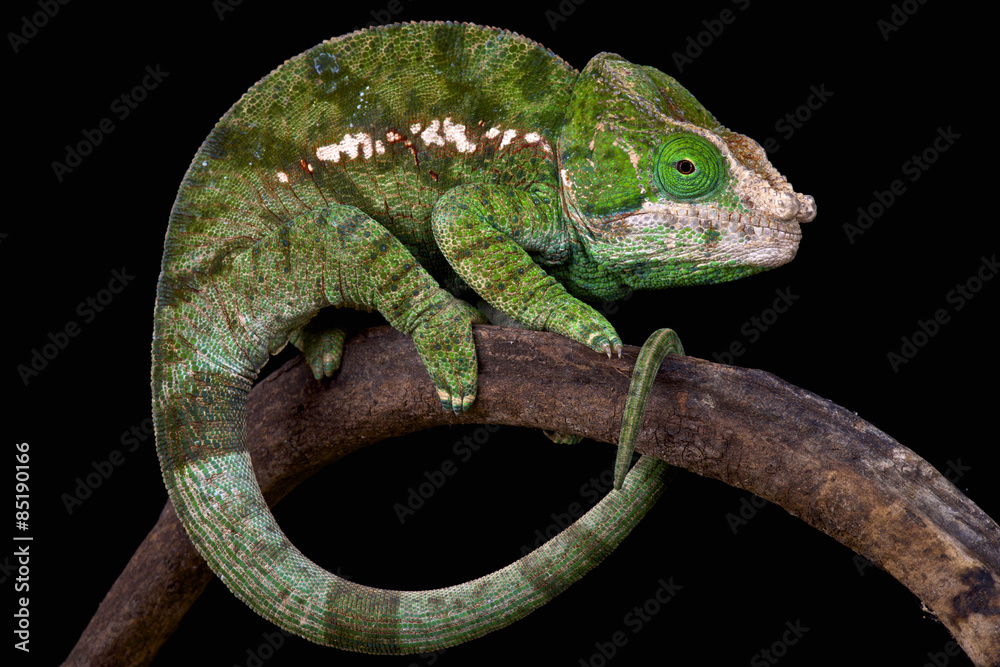 Fototapeta premium Globe-horned chameleon (Calumma globifer)