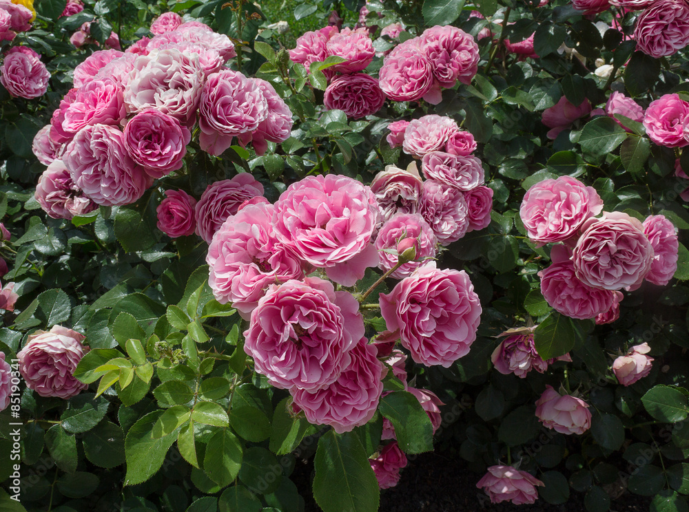 Naklejka premium Bush pink rose close-up. Flowers and gardens