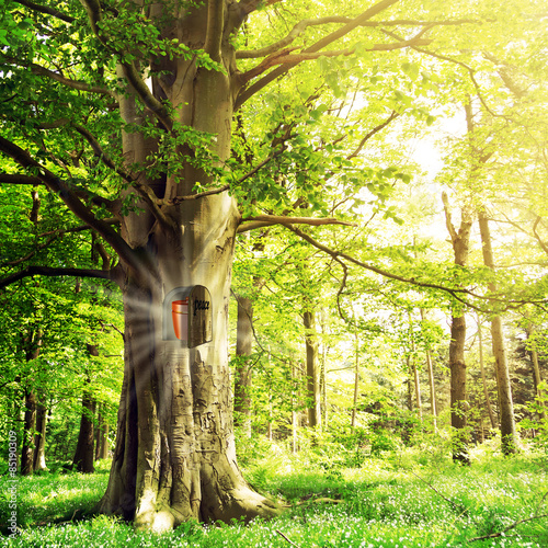 Bestattung im Wald photo