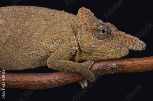 Sharp-nosed chameleon  Kinyongia oxyrhina 
