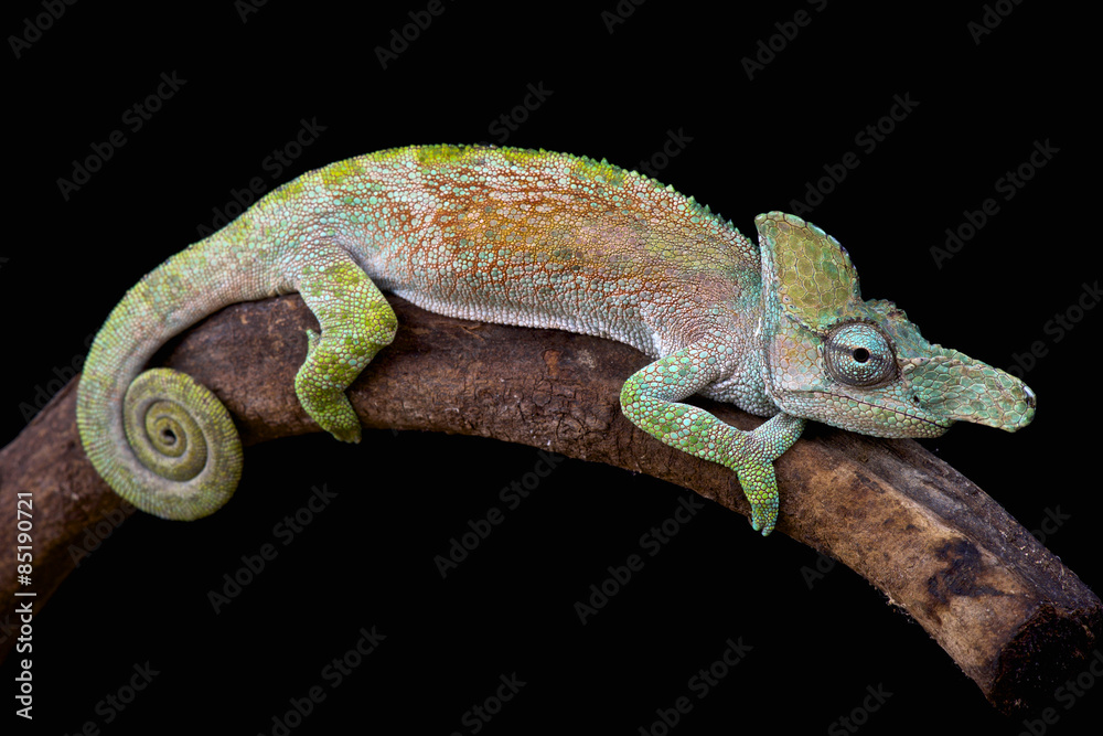 Fototapeta Strange-nosed chameleon (Kinyongia xenorhina)