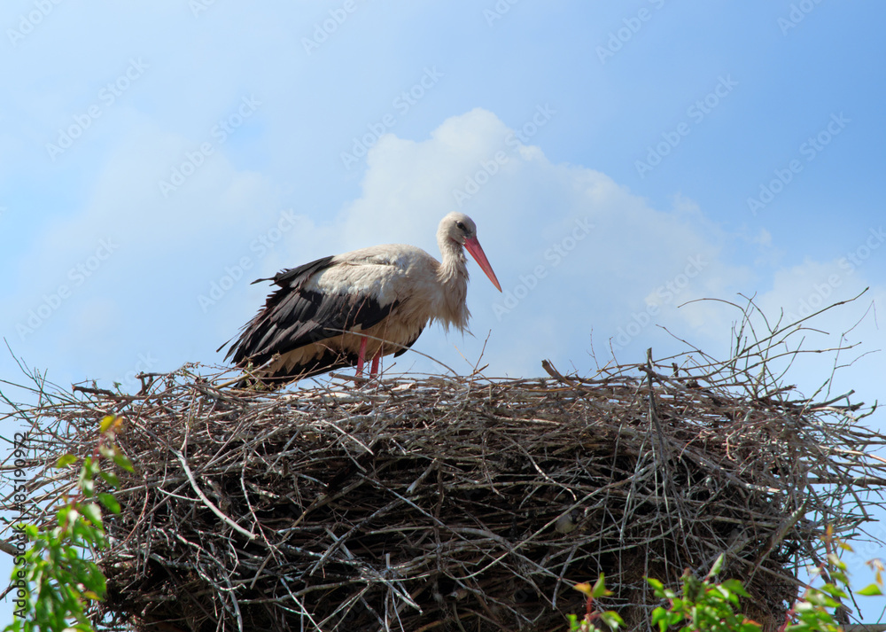 Fototapeta premium Stork
