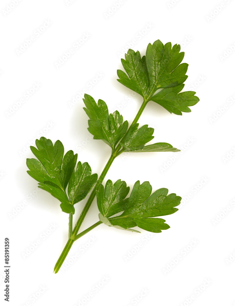 fresh parsley isolated on white fresh parsley isolated on white