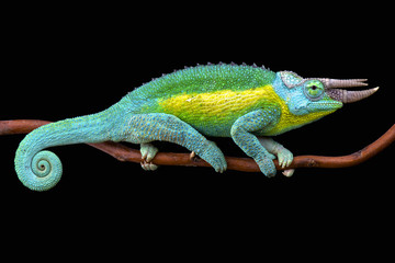 Handdoek met foto Kameleon Jacksons kameleon met drie hoorns  © mgkuijpers