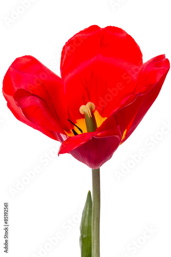One red tulip on white