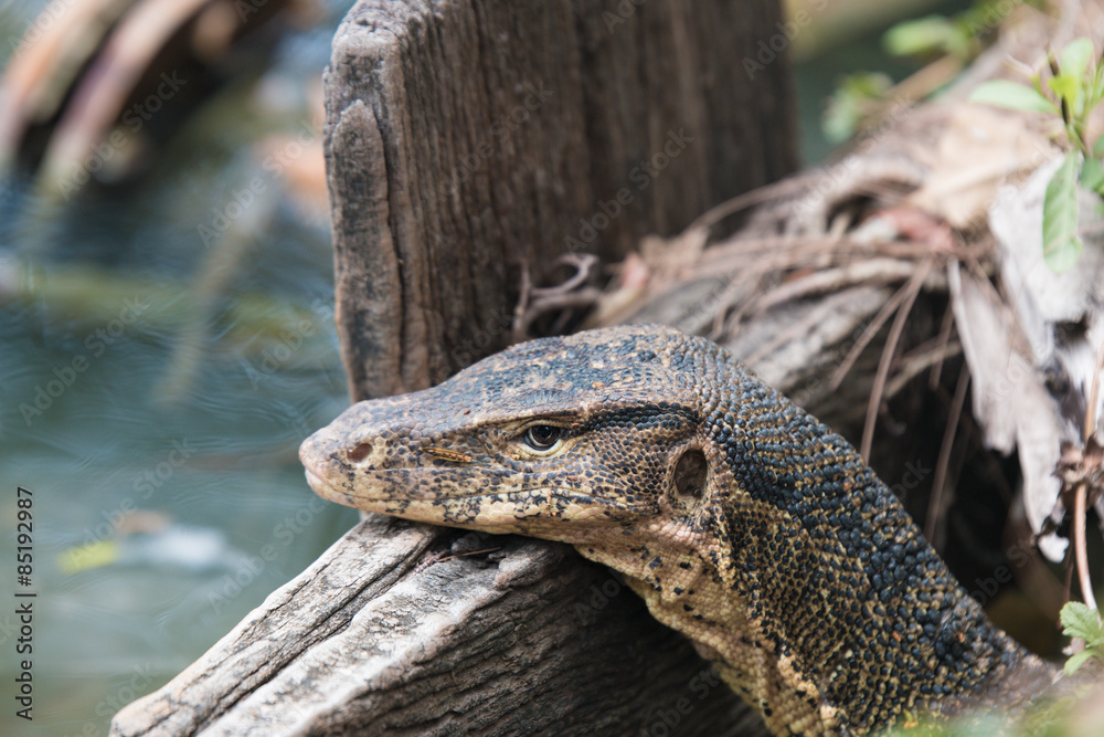 Naklejka premium waran