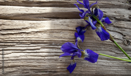 Schwertlilien / Iris auf Treibholz Brett