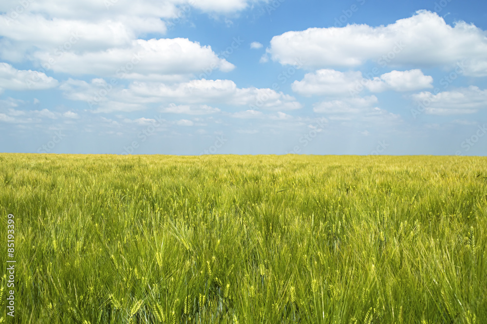 Young green barley corns growing in a field. Young green barley corns growing in a field.