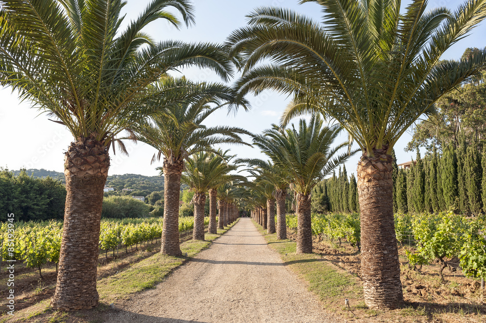 Palmen in Südfrankreich