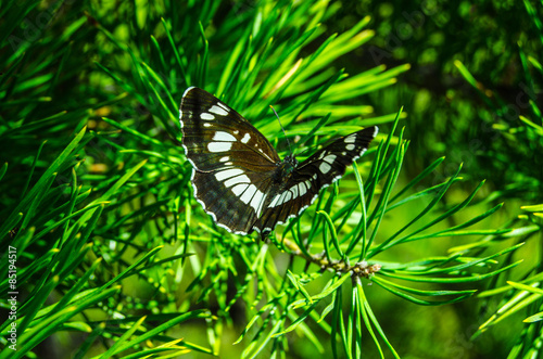 Butterfly in the forest