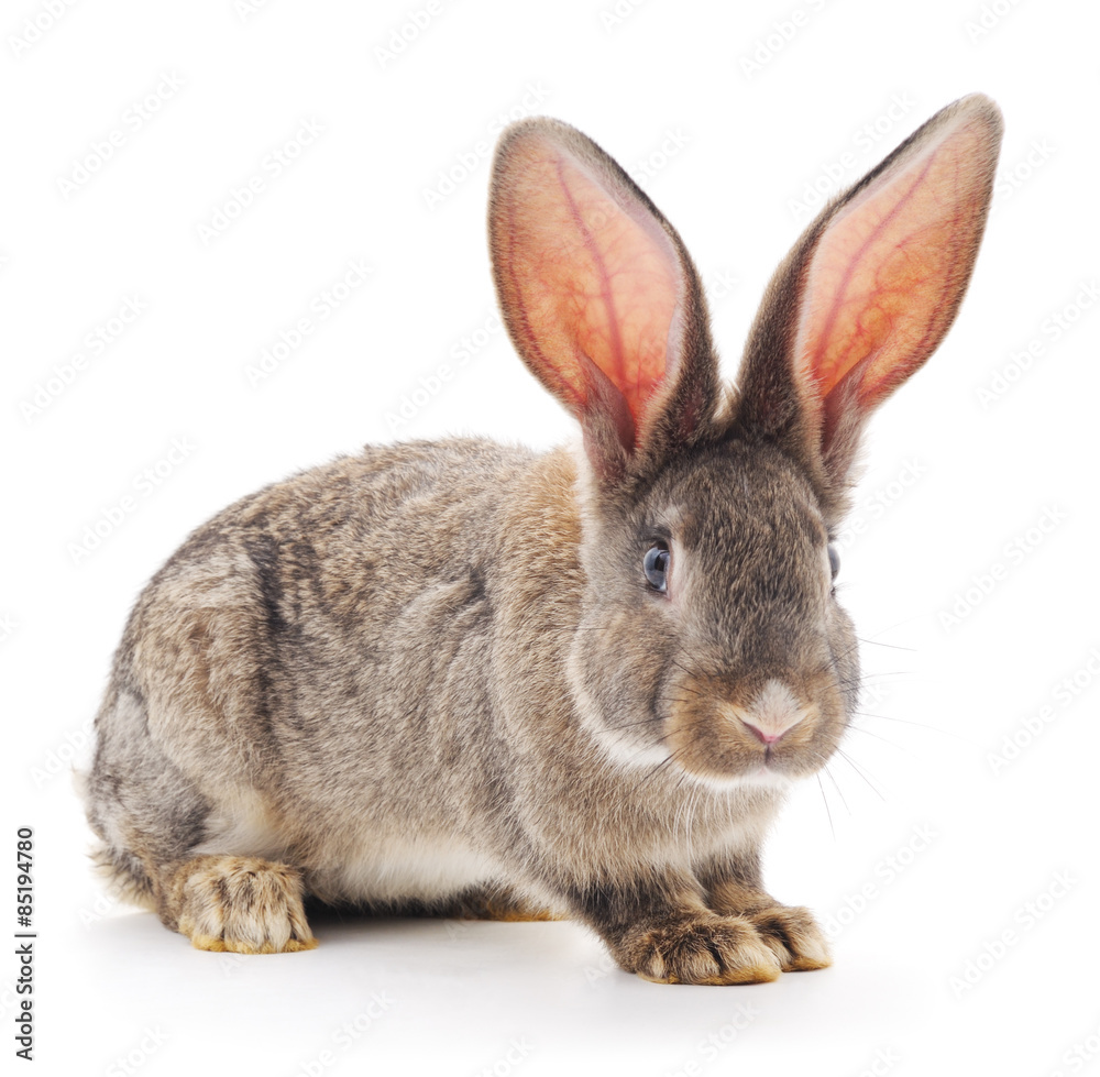 Fototapeta premium Brown rabbit.