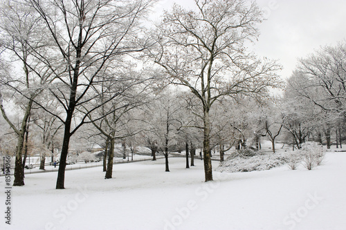 Snowy Central Park, New York City © christiepdx