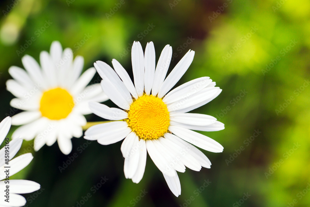 Fototapeta premium Green grass and chamomiles