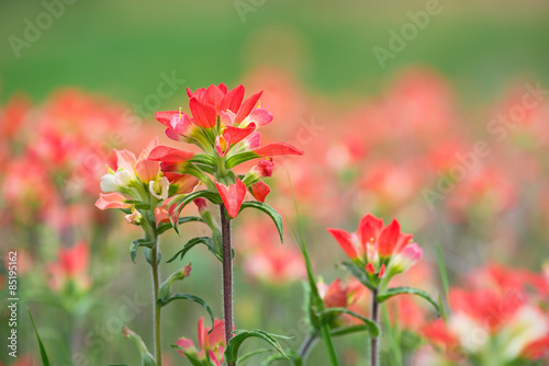 Indian Paintbrush wildflowers in spring meadow