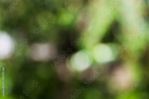 green bokeh foliage. natural background