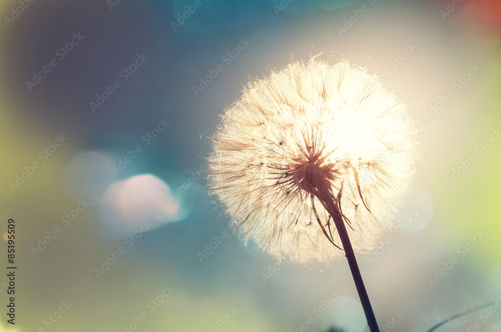 Fototapeta premium Dandelion