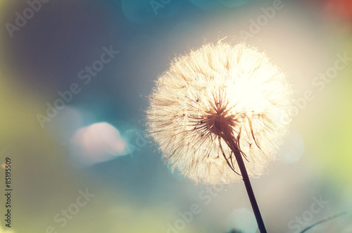 Dandelion