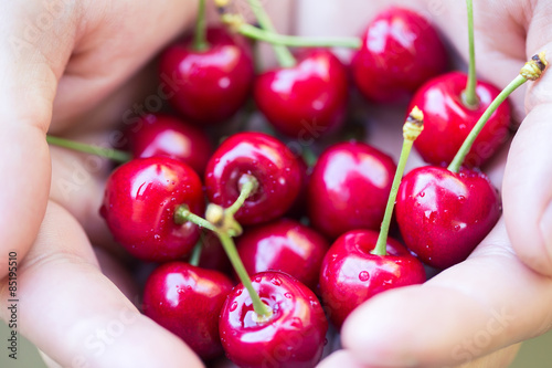Men hands full of freshly sweet cherries © olllinka2