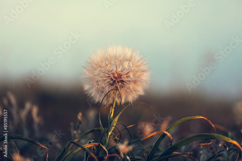 Fototapeta Naklejka Na Ścianę i Meble -  Dandelion
