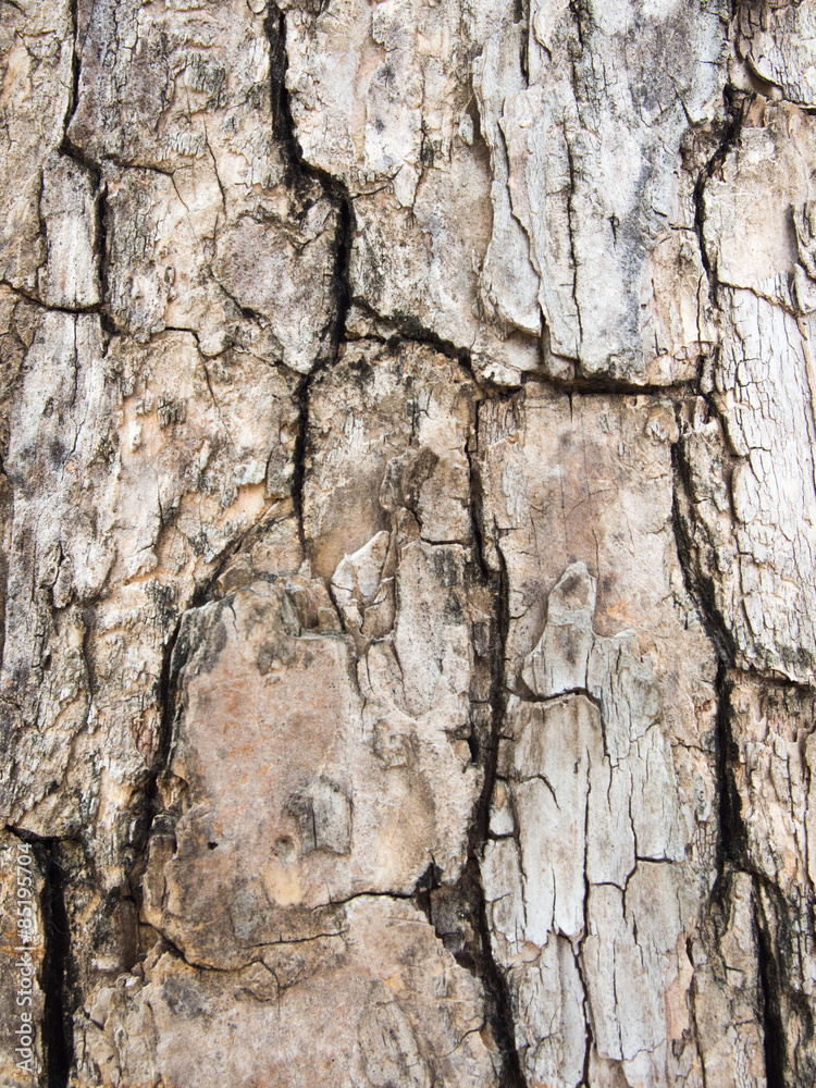 Tree bark texture. Tracery from nature wood. Old wood tree texture background pattern. Tree bark texture. Tracery from nature wood. Old wood tree texture background pattern.