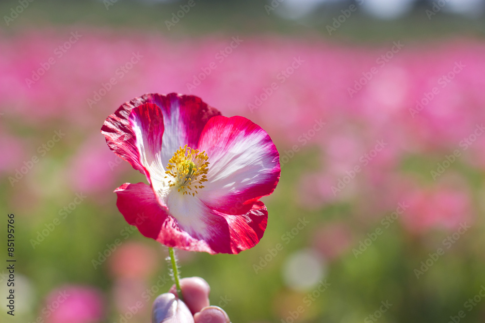 Fototapeta premium summer poppies