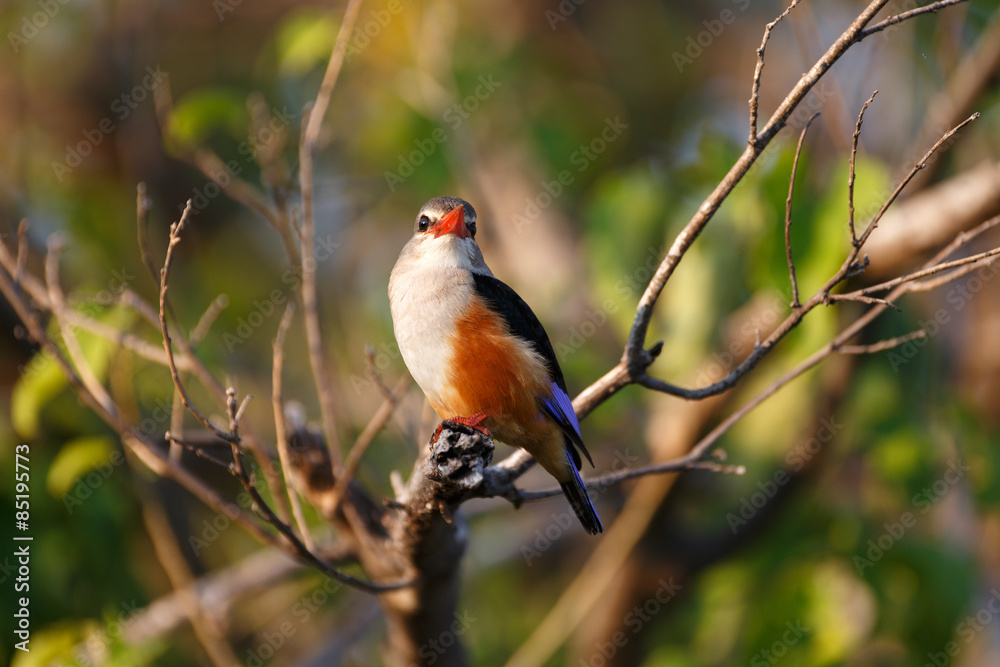 Fototapeta premium Graukopfliest