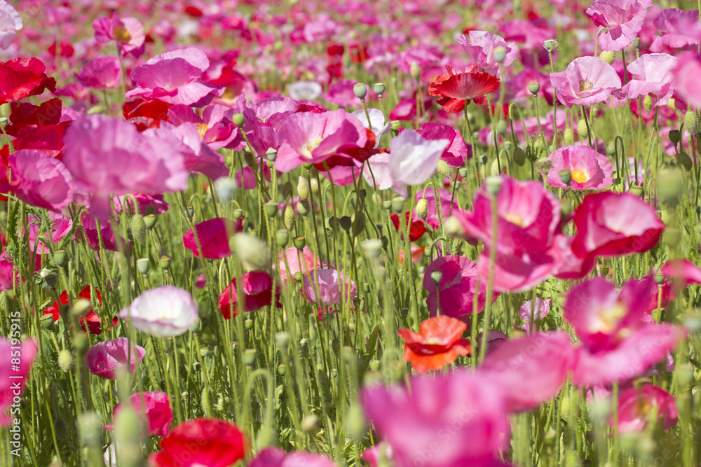 Pink Poppies - Flowers Pink Poppies - Flowers