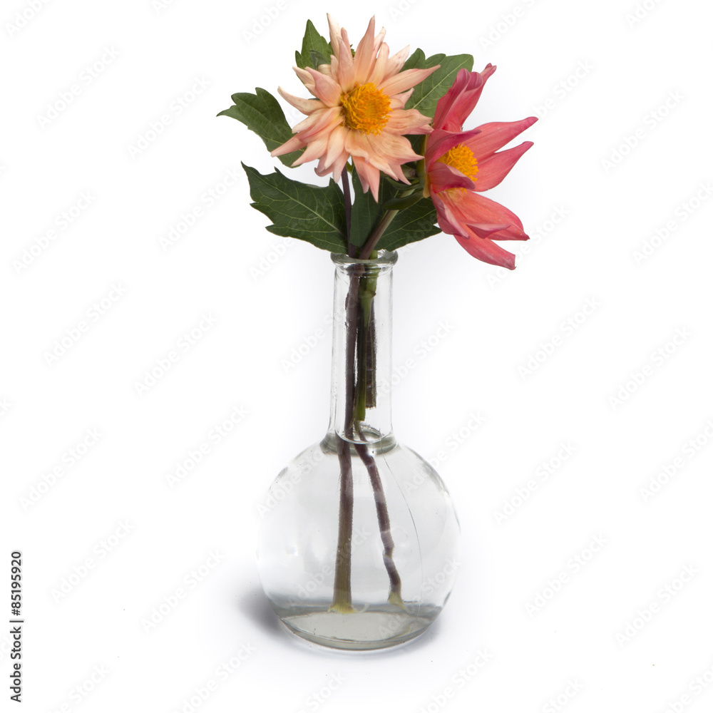 Dahlia in vintage vase isolated on white background