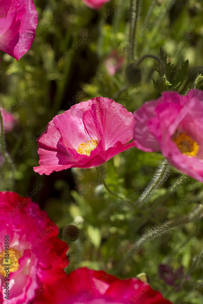 Obraz premium Pink Poppies - Flowers