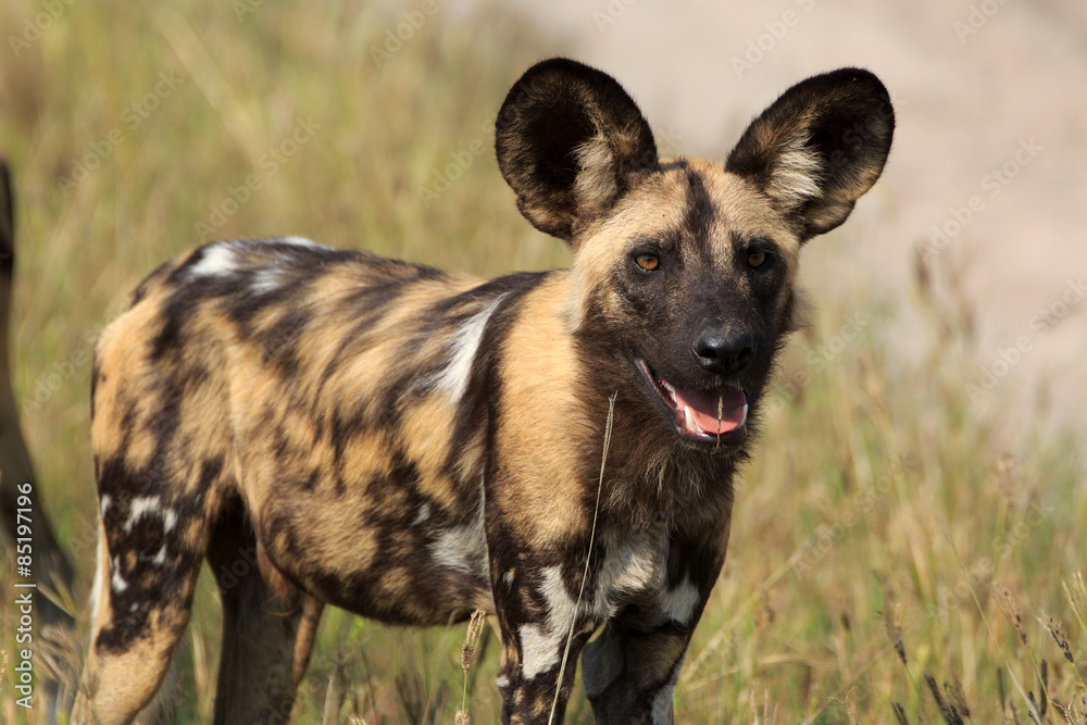 Wild Dog Wild Dog
