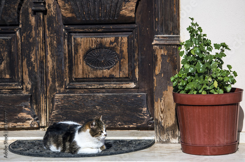 Yalnız Kedi