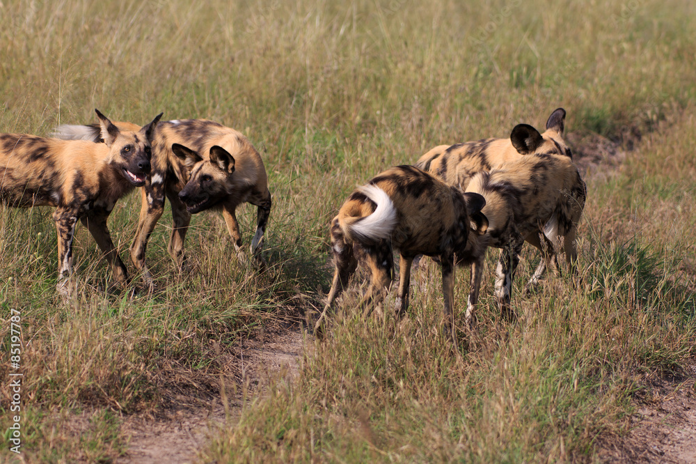 Wild Dogs