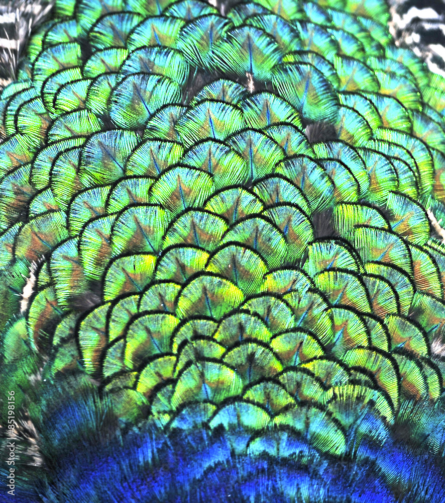 Obraz premium Peacock Feathers