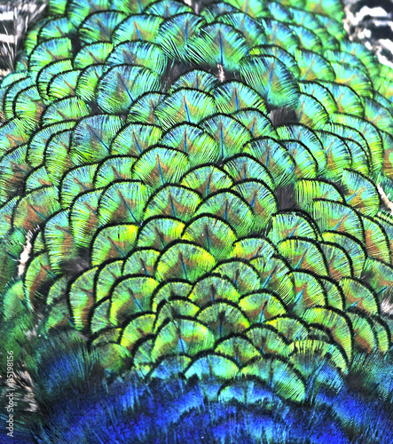 Fototapeta Naklejka Na Ścianę i Meble -  Peacock Feathers