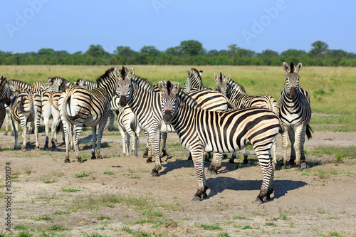 Zebras