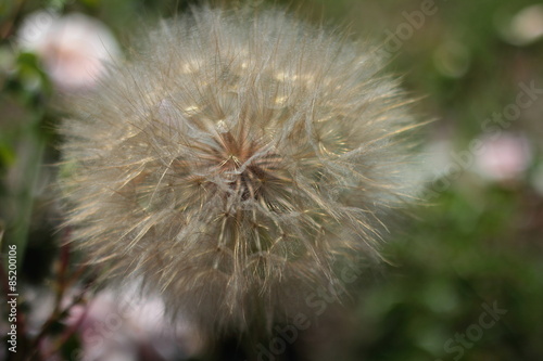 dandelion