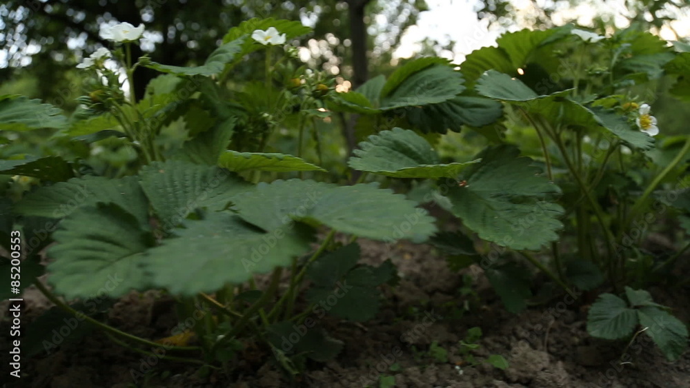 strawberry flowers strawberry flowers
