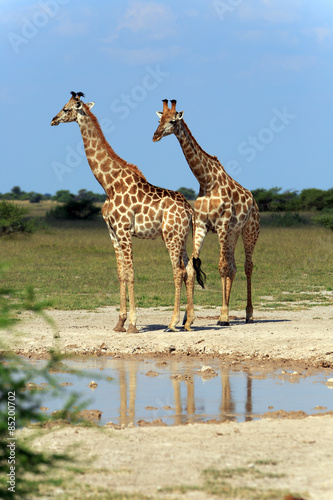 Giraffenbullen