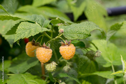 Yellow Raspberry