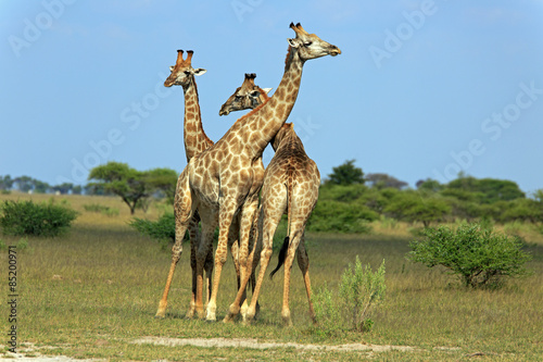giraffenbullen