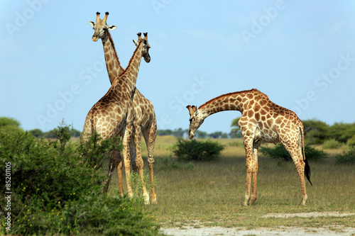 Fototapeta Naklejka Na Ścianę i Meble -  Giraffen