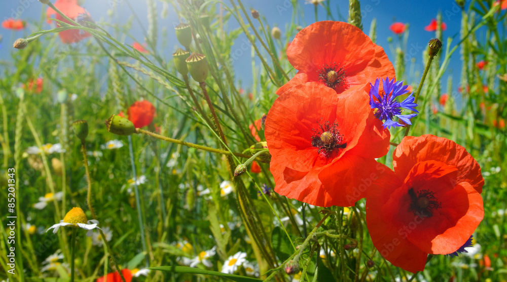 Obraz premium Poppies